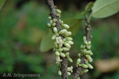 Diospyros ovalifolia